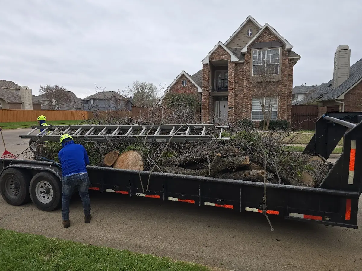 Expert Tree Pest Control with proper safety equipment in Fairplay